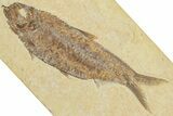 Detailed Fossil Fish (Knightia) - Wyoming #227433-1